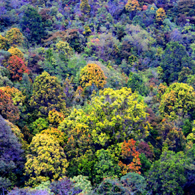 by Uthpala Kuruppuarachchi - Landscapes Forests