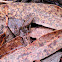 Common toad; Sapo común