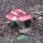 Russula mushroom