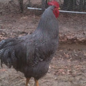Barred Rock Heritage breed chicken