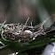 Peaceful Dove aka Zebra Dove Nest