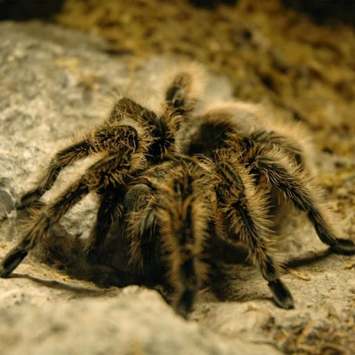 Tarantula Spider Wallpapers