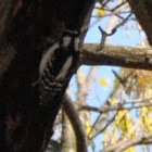 Downy Woodpecker (nest)