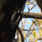 Downy Woodpecker (nest)