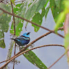 Blue necked Tanager