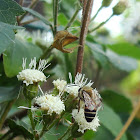 Asiatic honey bee / Eastern honey bee