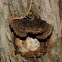 Atlantic White Cedar Fungi