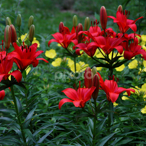 Blossoming Lilies by Donna Martin - Flowers Flower Gardens