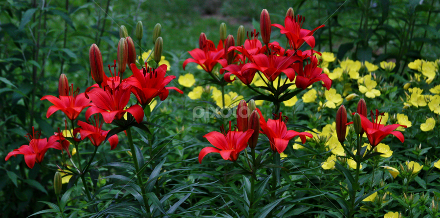 Blossoming Lilies by Donna Martin - Flowers Flower Gardens