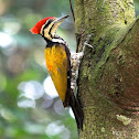 common flameback woodpecker