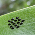 Insect eggs?