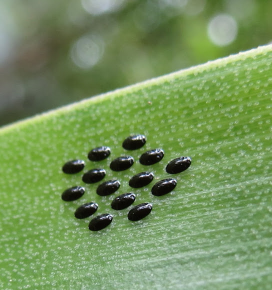 Insect eggs? Project Noah
