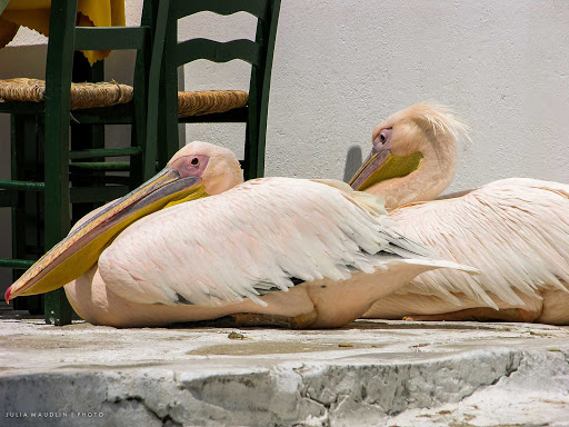 pelicans-Mykonos-Greece - Pelicans at a café in Mykonos, Greece