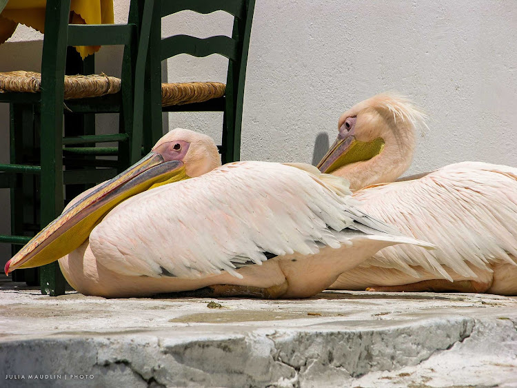 Pelicans at a café in Mykonos, Greece