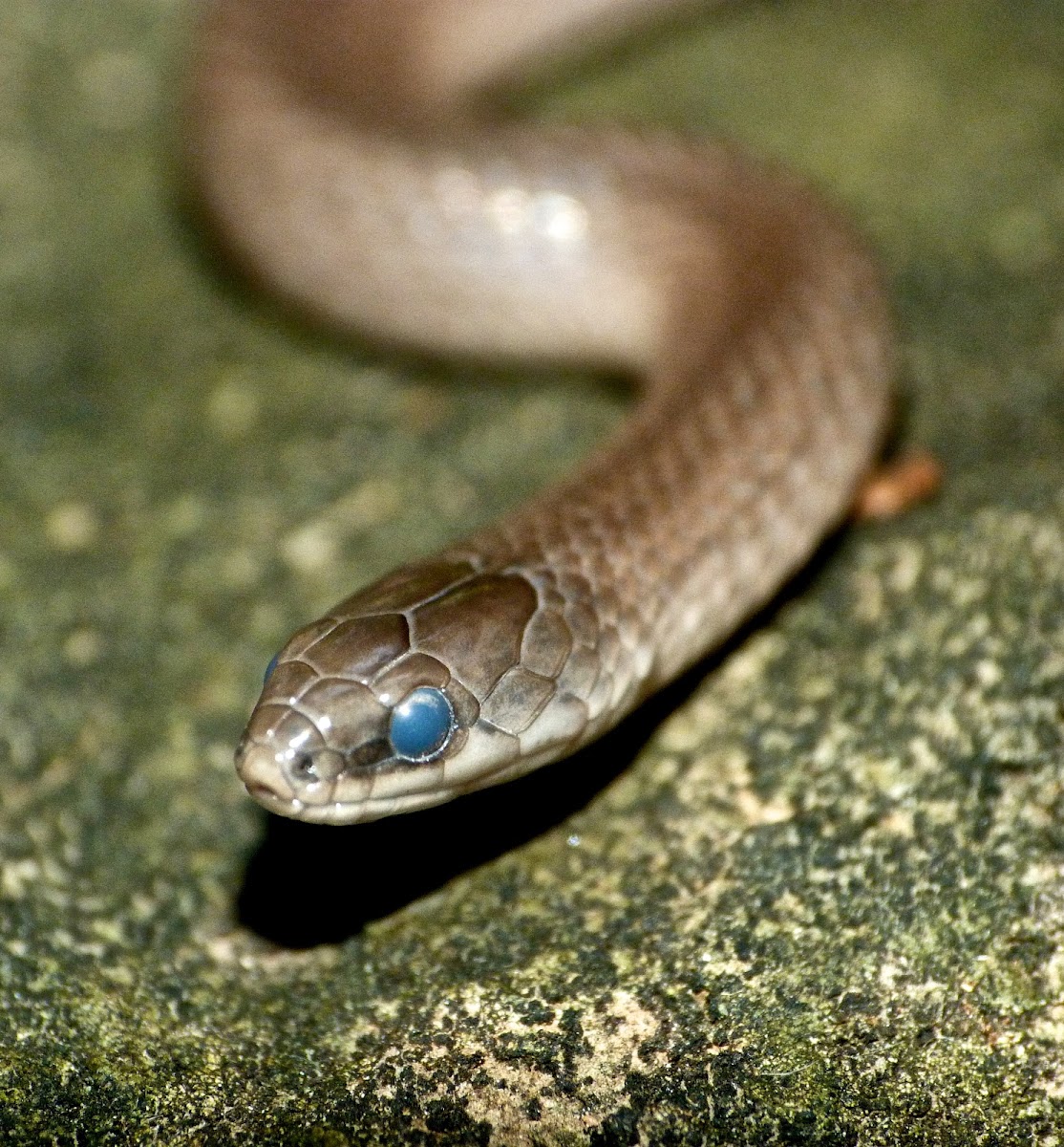 Smooth earth snake