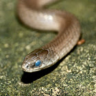 Smooth earth snake