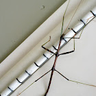 Northern Walkingstick