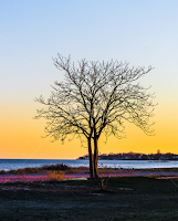 Tree With a View by Kimberly Stokes-Holder -  