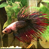 Betta