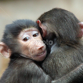 Baboon by Ralph Harvey - Animals Other Mammals