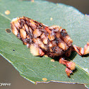 Phobetron moth
