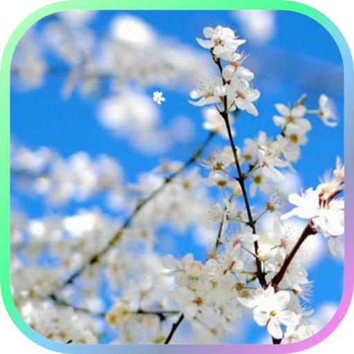 Pear Flower Live Wallpaper LOGO-APP點子