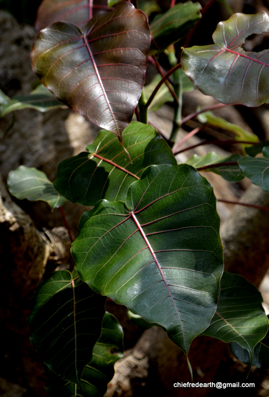 Indian Rock Fig, rock pipal, waved-leaved fig tree, wild pipal, amakanniyam, kallal, kallarayal,