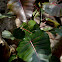 Indian Rock Fig, rock pipal, waved-leaved fig tree, wild pipal, amakanniyam, kallal, kallarayal,