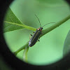 Soldier Beetle (Firefly Mimic)