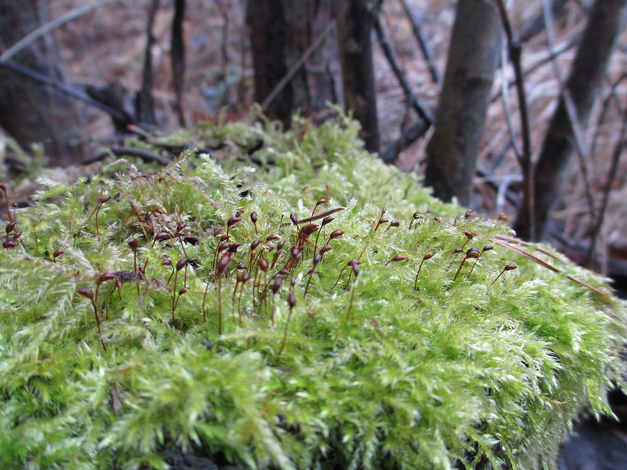 Smooth-stalk Feather-moss