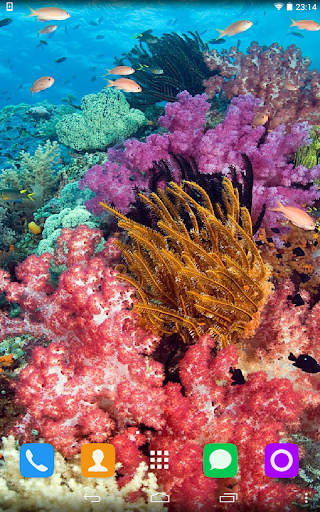Coral reef Live Wallpaper