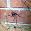 Western black widow spider