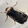 Streaked Rictonis Moth