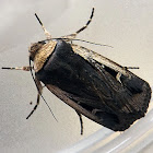 Streaked Rictonis Moth