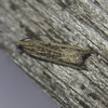 Black-blotched Bactra Moth
