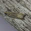 Black-blotched Bactra Moth