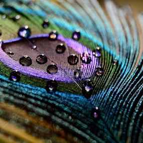 by Subir Majumdar - Nature Up Close Natural Waterdrops