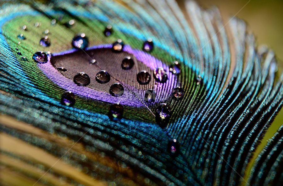 by Subir Majumdar - Nature Up Close Natural Waterdrops