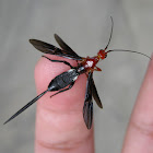 Braconid Wasp