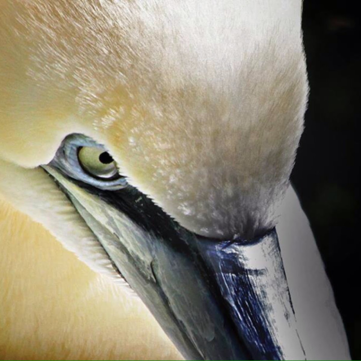 Northern Gannet