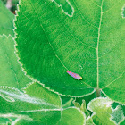 Scarlet-and-green Leafhopper