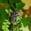 Long-Horn Wood Boring Beetle