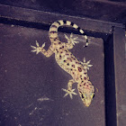 Mediterranean Gecko or house gecko