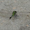 Eastern Pondhawk      female