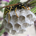 European Paper Wasp on Nest