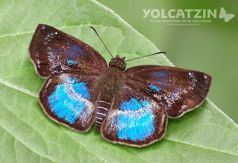 Polla Blue Skipper