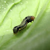 Southern Armyworm Moth Caterpillar