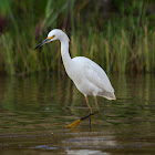 Garça-branca-pequena(Snowy Egret)