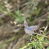 Reakirt's Blue Butterfly