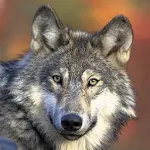 Wolf Gallery & HD Wallpapers Apk